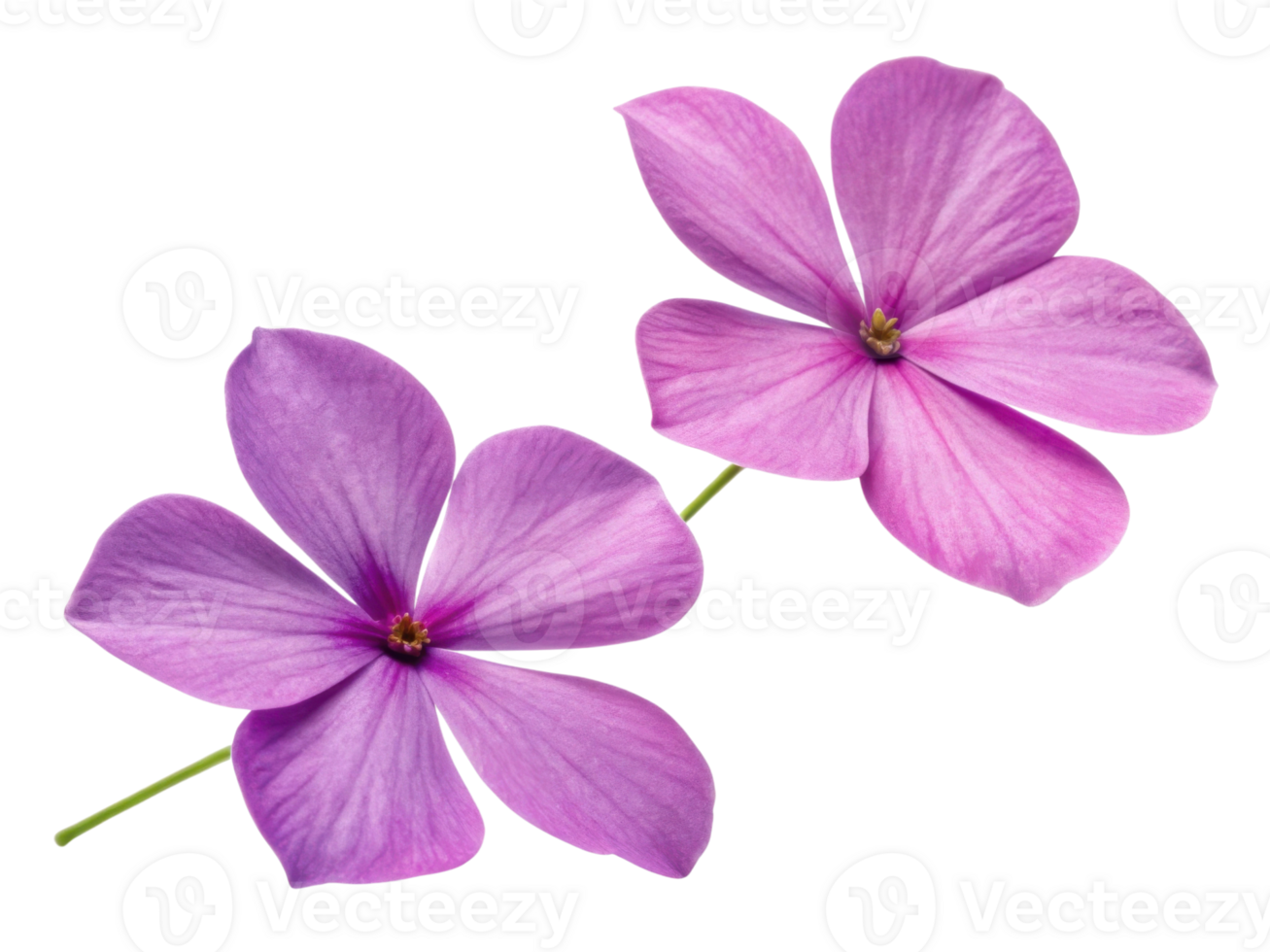 Beautiful impatiens flowers bloom in vibrant shades of pink, showcasing their delicate petals and adding charm to any garden png