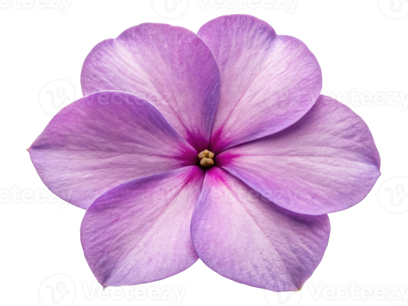 Beautiful impatiens flower showcases delicate petals in shades of purple, radiating charm and elegance in any garden setting png