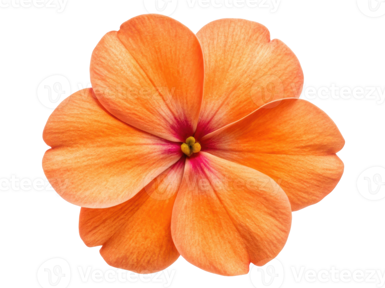 Vibrant impatiens flower showcases its stunning orange petals with delicate pink center, adding beauty to any garden or floral arrangement png