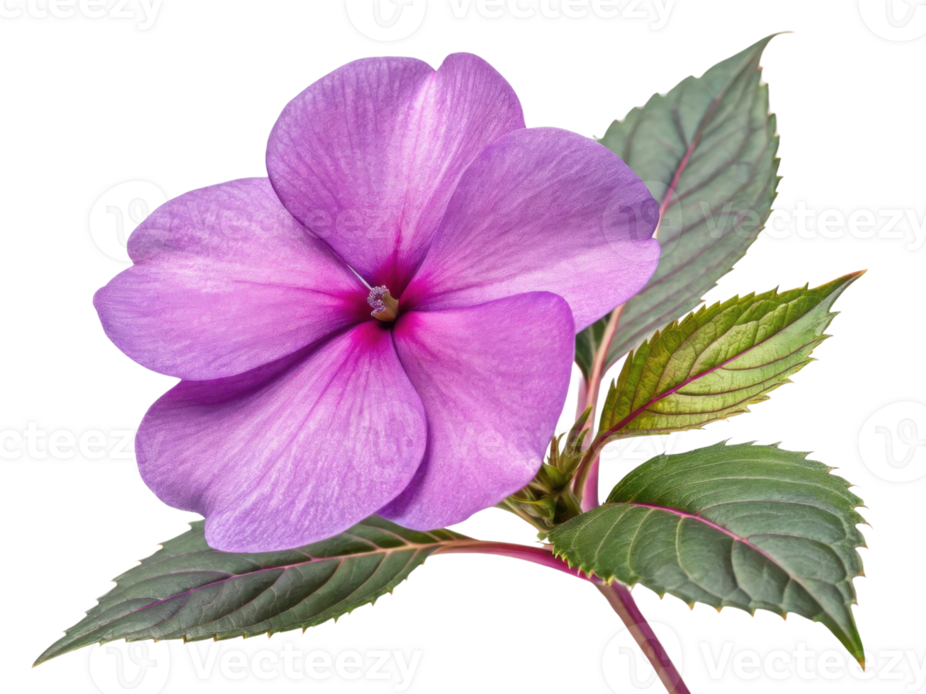 Beautiful impatiens flower showcases vibrant purple petals and lush green leaves, adding touch of elegance to any garden or arrangement png