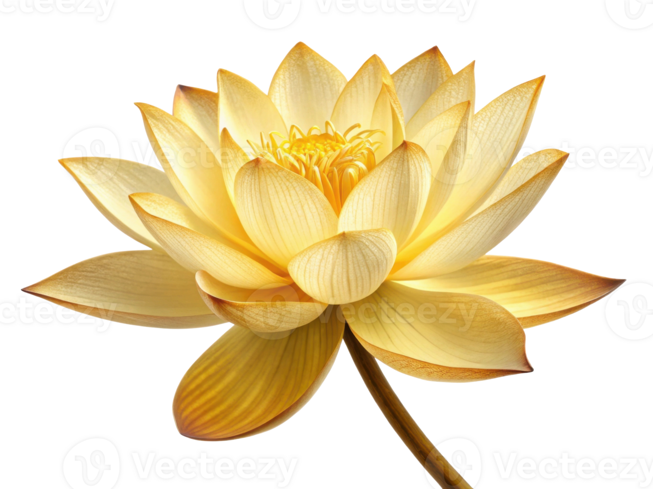 Beautiful lotus flower blooms gracefully with delicate petals radiating soft yellow hues, symbolizing purity and tranquility png