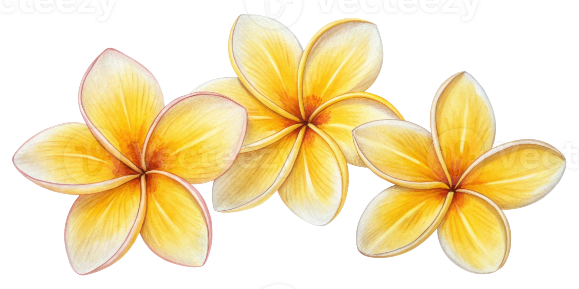 Three beautiful plumeria flowers in vibrant yellow hues create cheerful and tropical atmosphere. Their delicate petals radiate warmth and joy png
