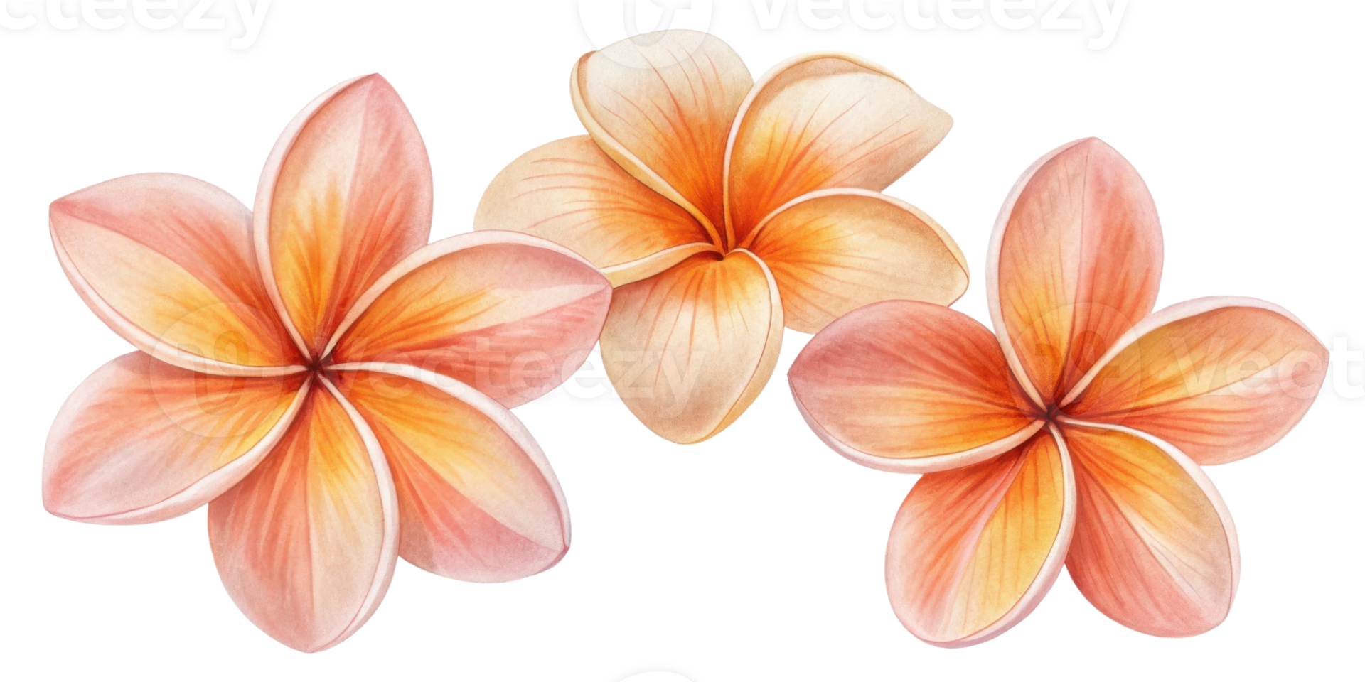 Beautiful plumeria flowers soft shades of pink and orange create serene and tropical atmosphere. Their delicate petals evoke sense of peace png