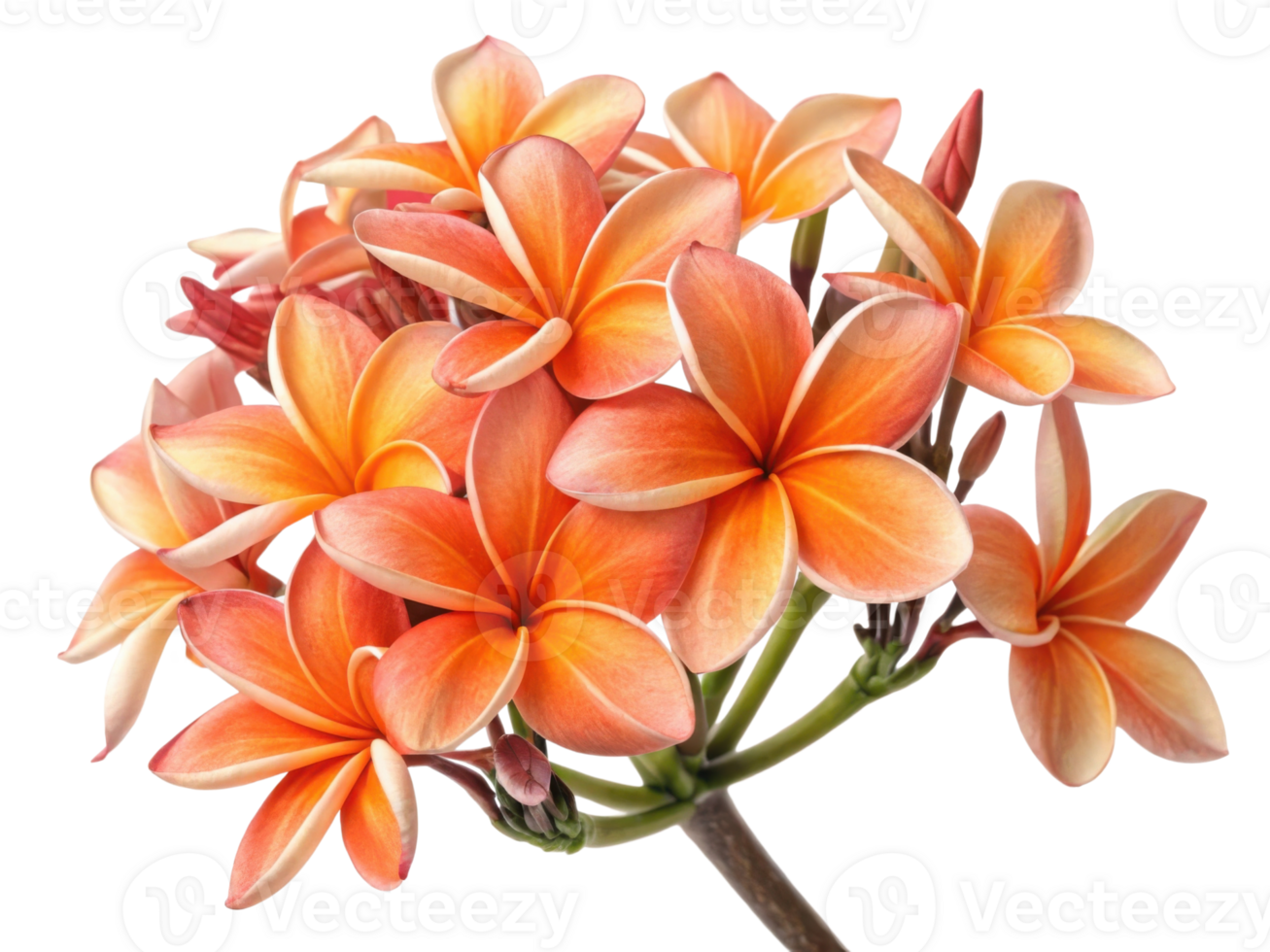 Beautiful plumeria flowers bloom in vibrant shades of orange and yellow creating stunning display of nature artistry png