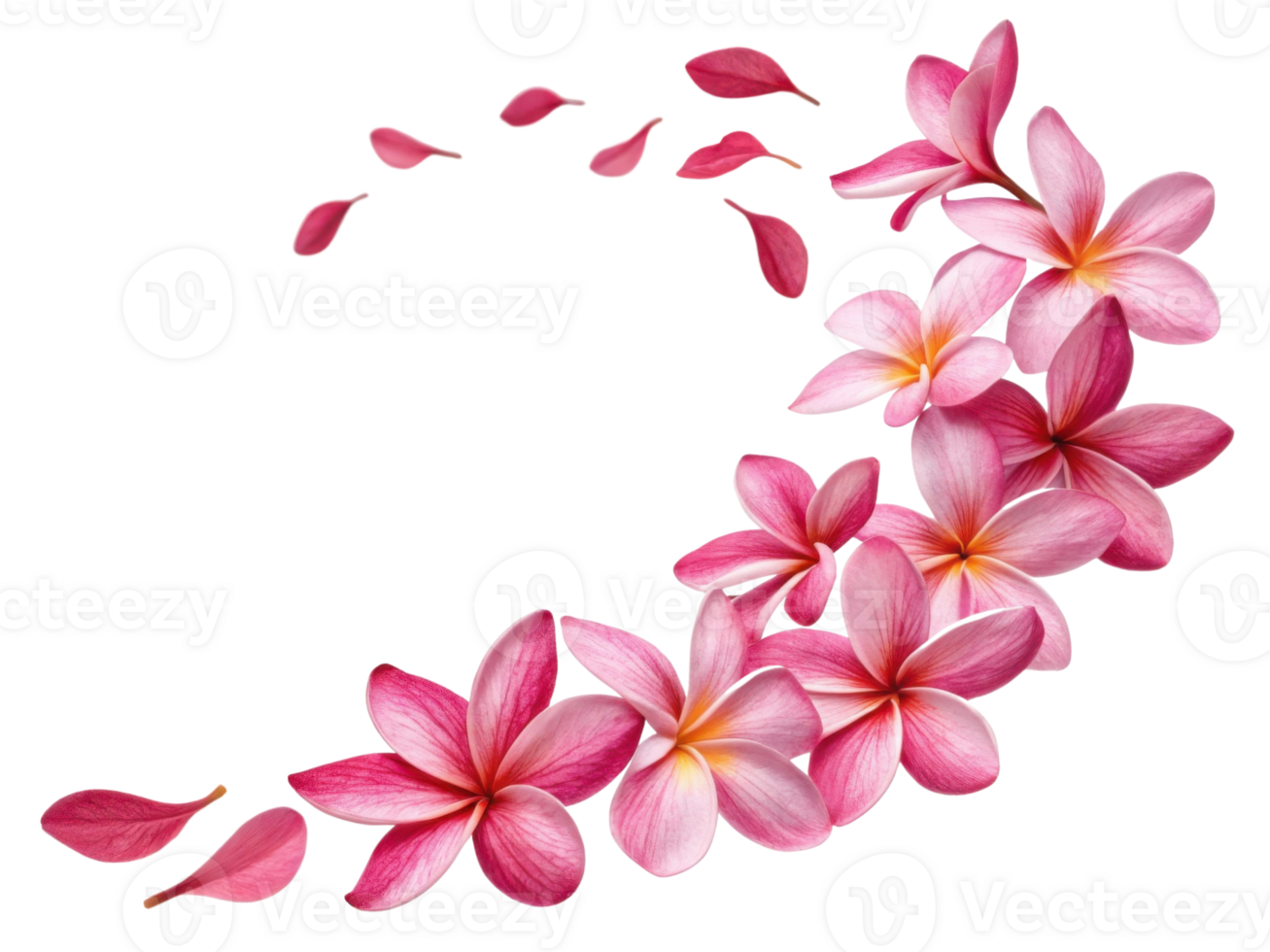 Beautiful arrangement of plumeria flowers in shades of pink, creating lovely floral design with delicate petals scattered around png