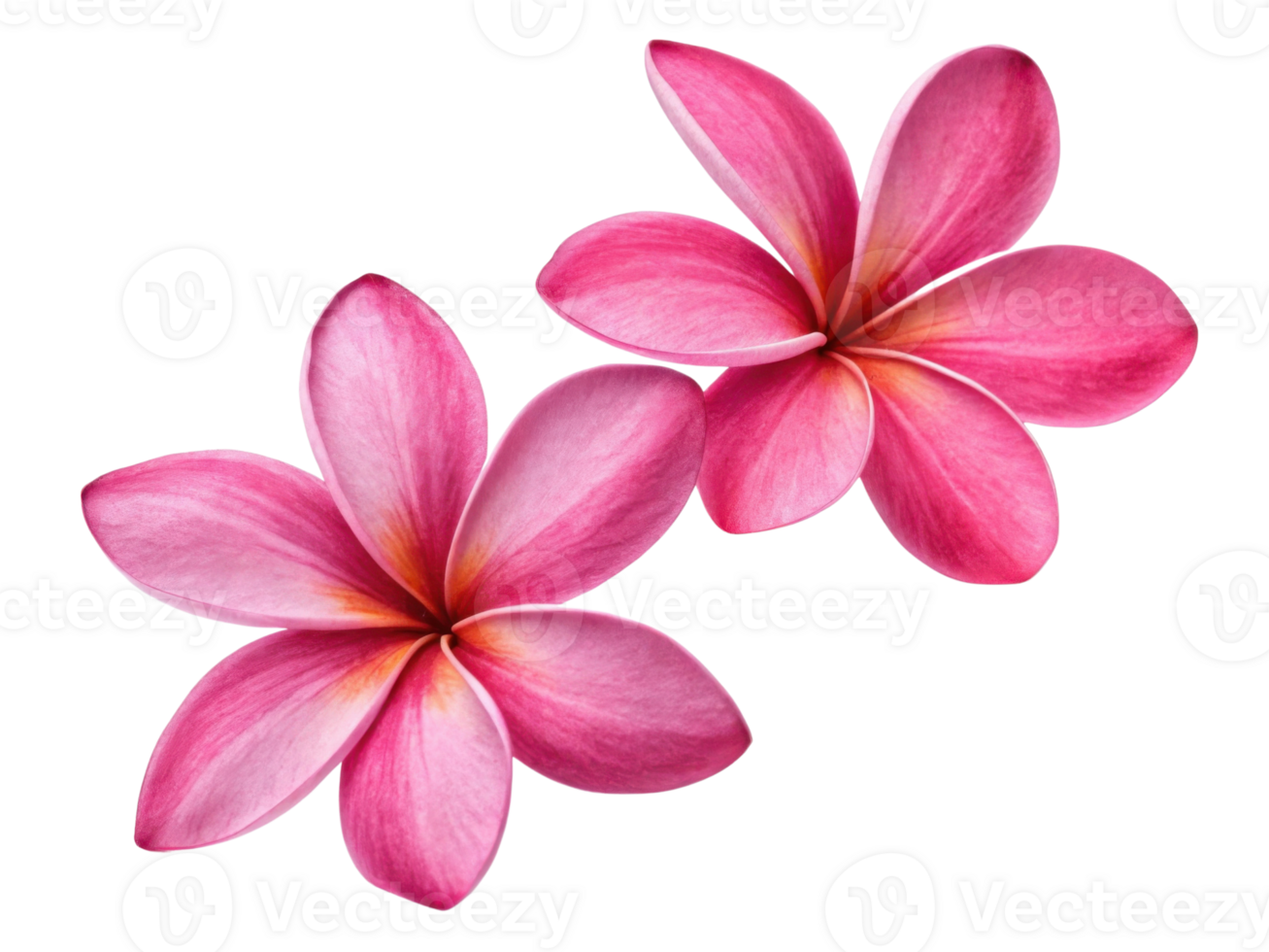 Plumeria flowers bloom in vibrant pink hues, showcasing their delicate petals and inviting beauty that captivates senses png