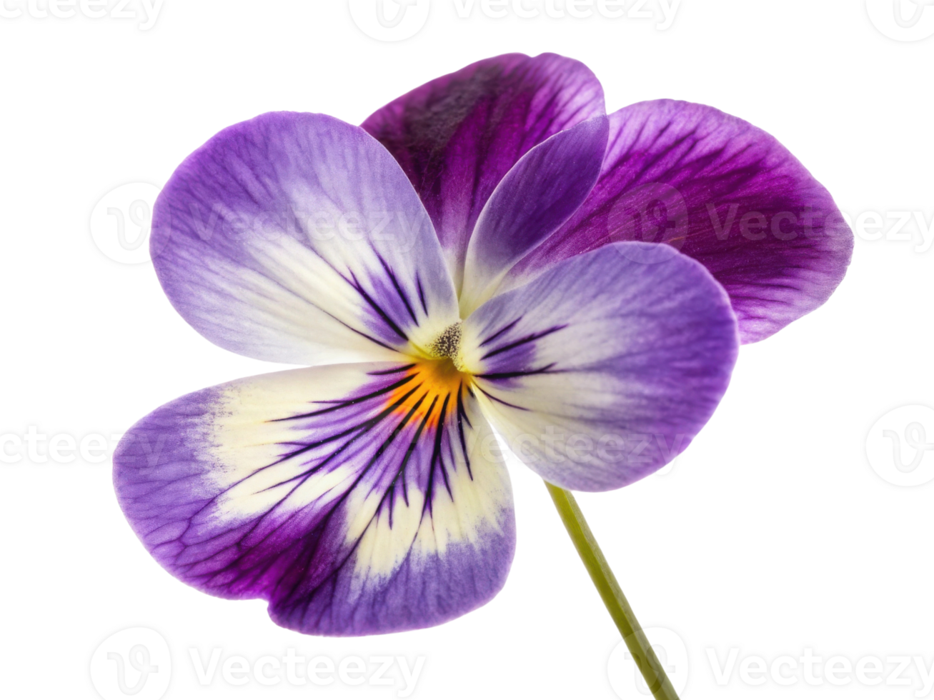 Beautiful violet flower showcases vibrant purple hues and delicate petals, symbolizing elegance and grace png