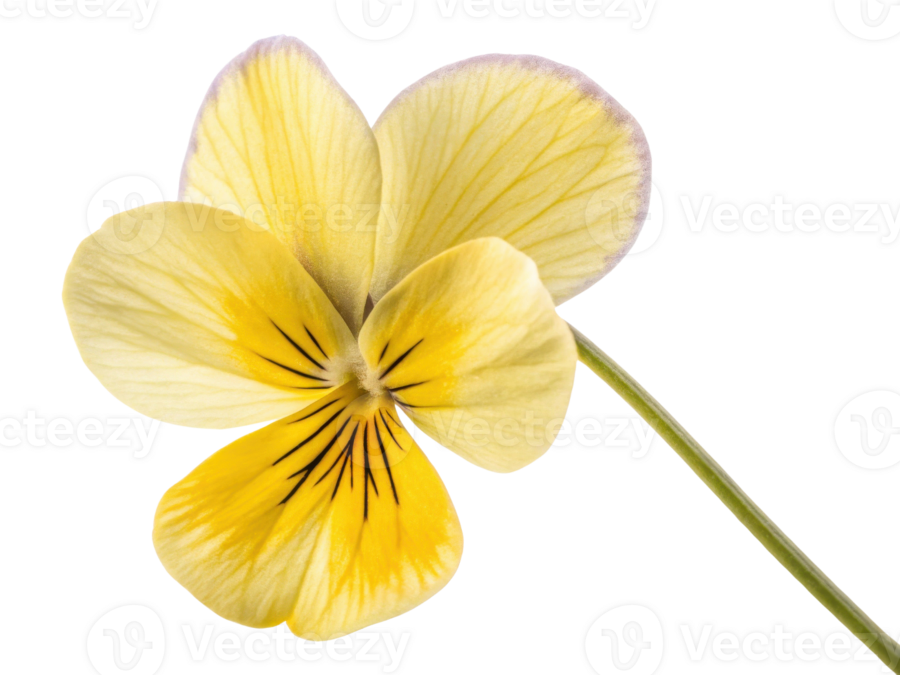 Beautiful violet flower with delicate yellow petals and subtle purple edges showcases nature elegance and charm png