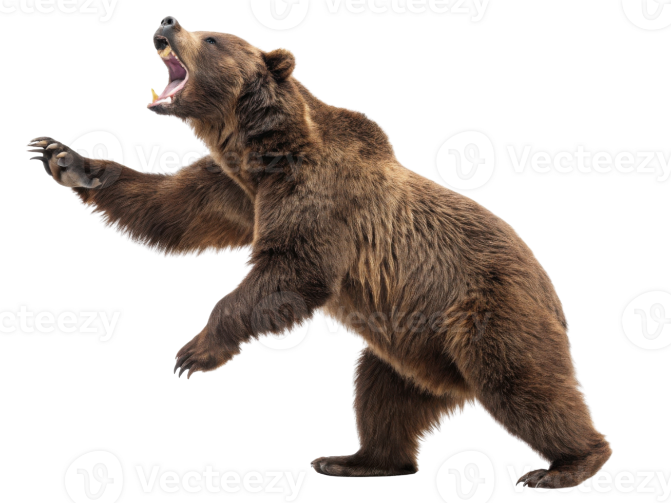 Powerful bear stands in dynamic pose, showcasing its strength and wild nature in market setting png