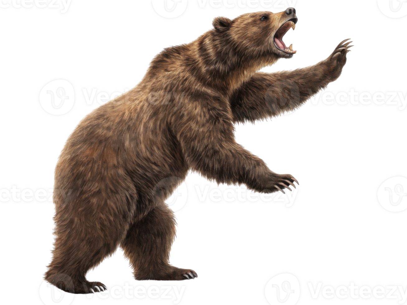 Fierce bear stands tall in market, showcasing its strength and wild beauty. This powerful creature captures attention with its impressive presence png