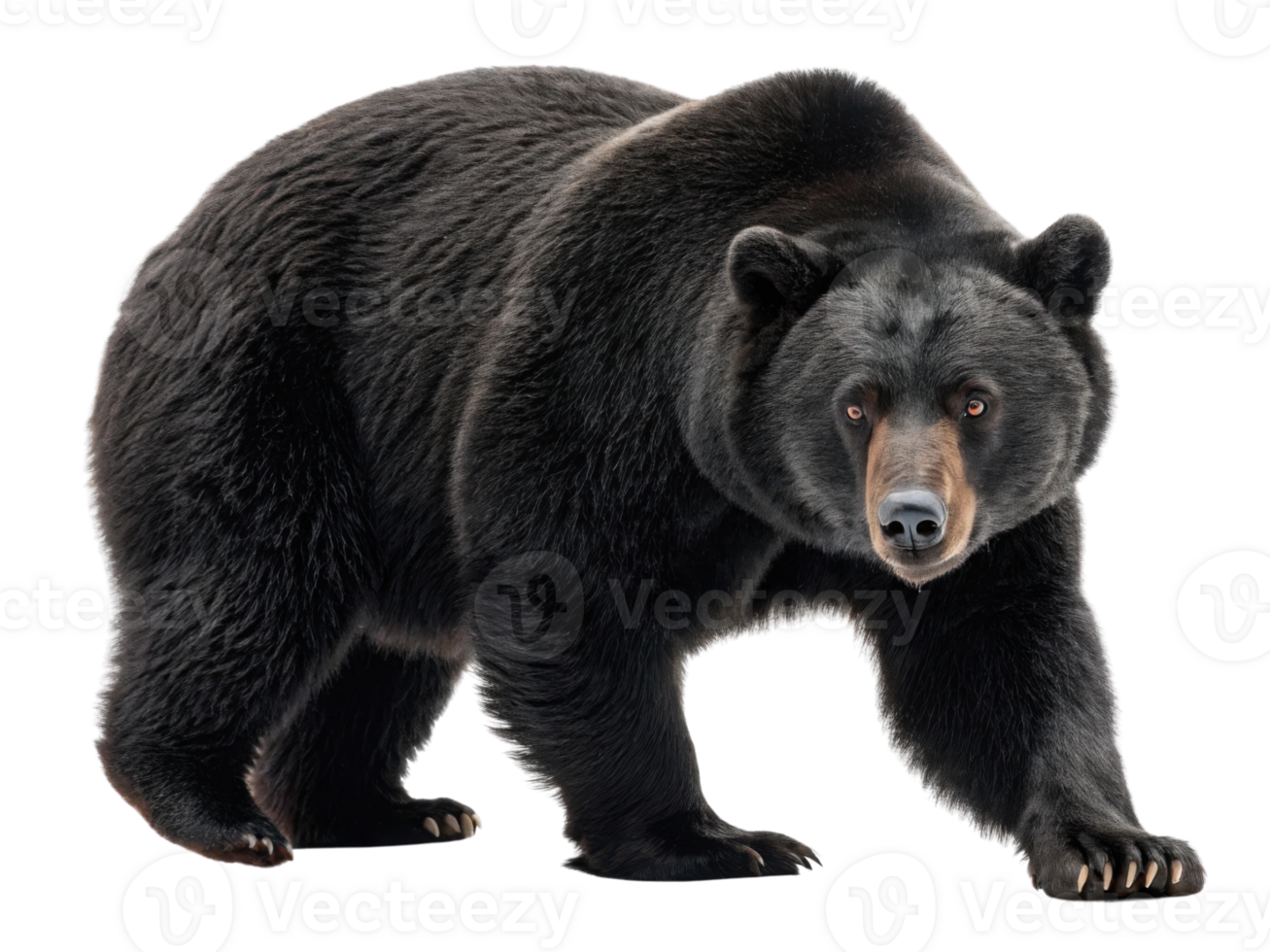 Powerful bear roams through market, showcasing its strength and grace in captivating display of nature beauty png