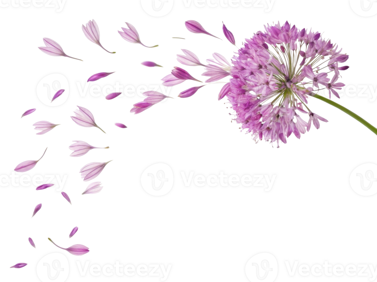 Beautiful allium flower with delicate petals drifting away creates serene and enchanting scene png