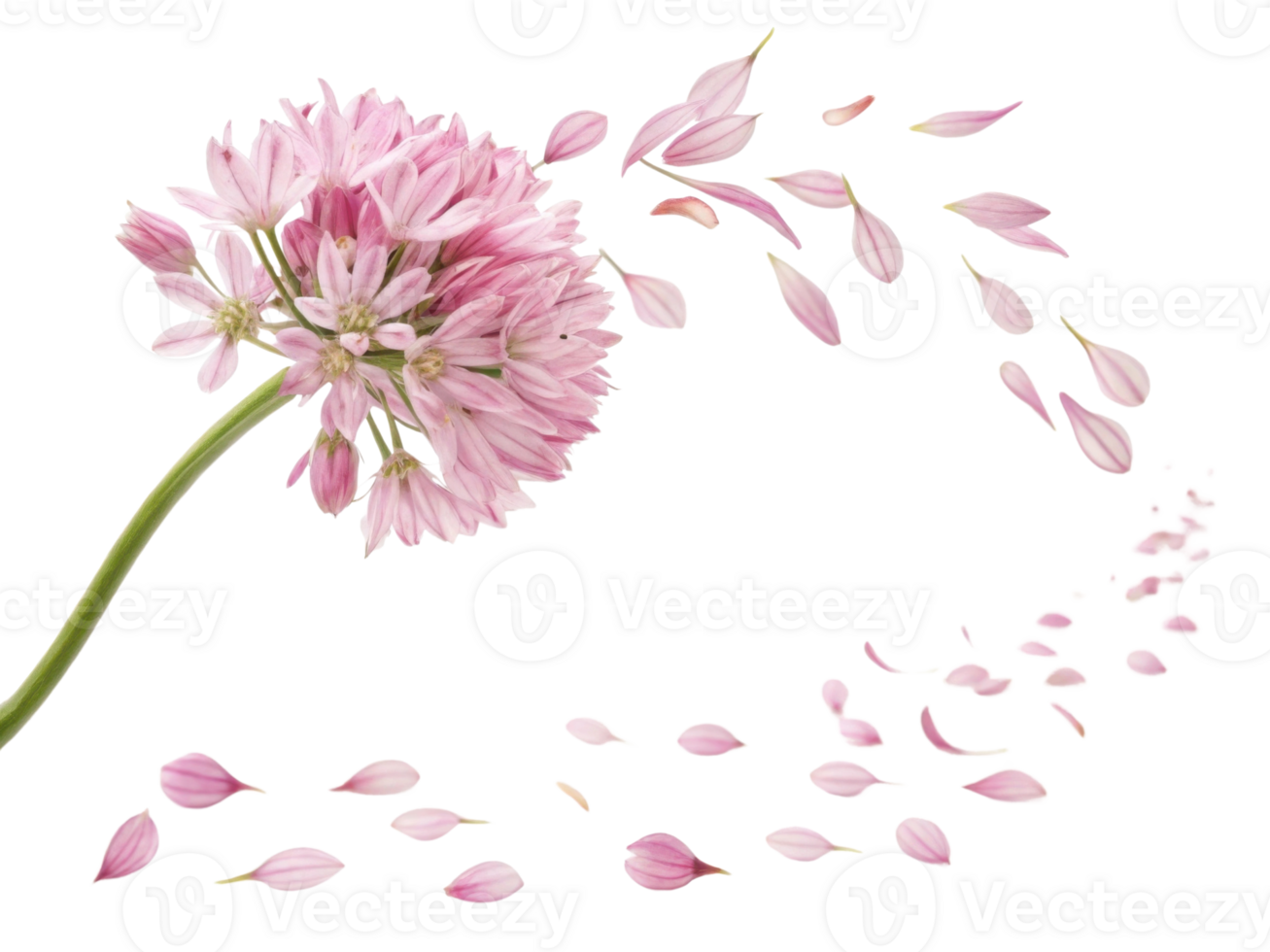 Beautiful allium flower with delicate pink petals gracefully dispersing in air creates serene and enchanting atmosphere png