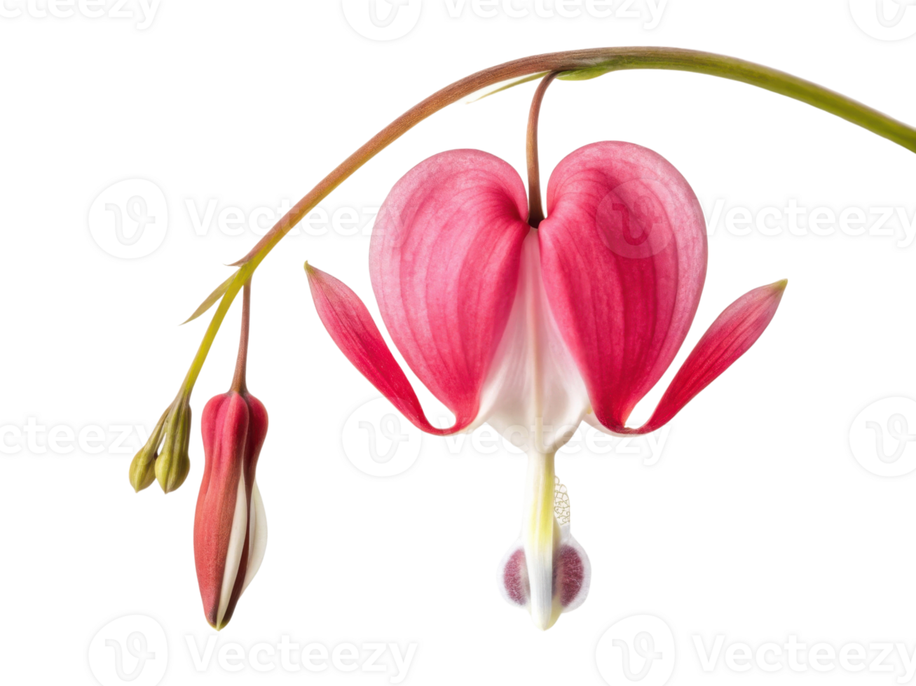 Beautiful flower with heart like shape, bleeding heart captivates with its vibrant pink petals and delicate structure, symbolizing love png
