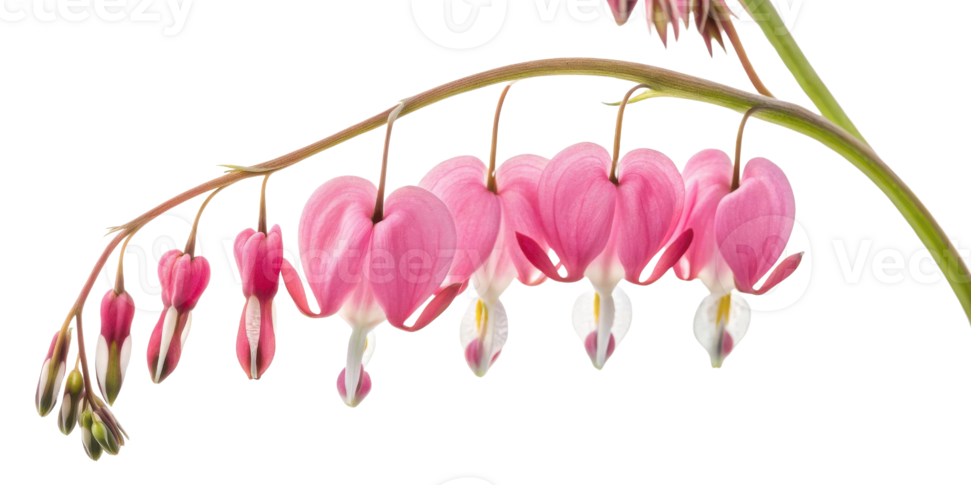 Beautiful display of bleeding heart flowers showcases their unique shape and vibrant pink color, evoking feelings of love and tenderness png