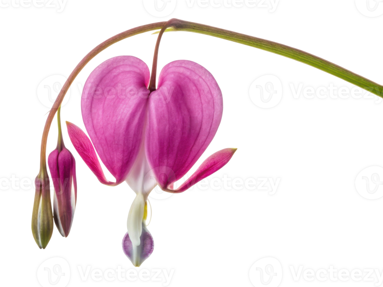 Beautiful flower with heart shape, symbolizing love and emotion, captures essence of nature artistry and beauty png