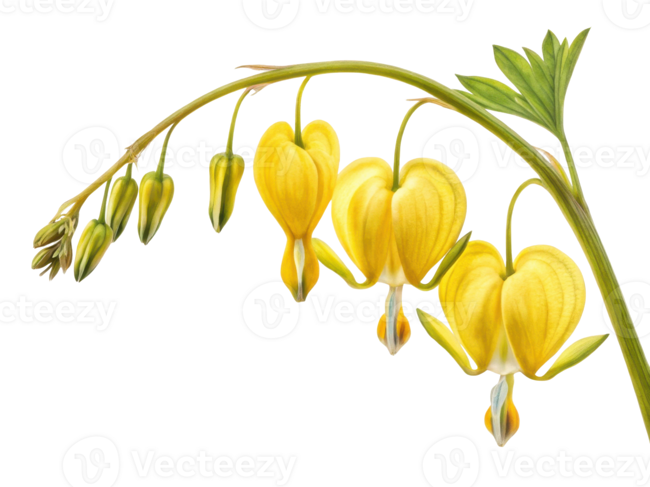 Beautiful display of yellow heart shaped flowers gracefully hanging from green stem evokes feelings of love and nature beauty png