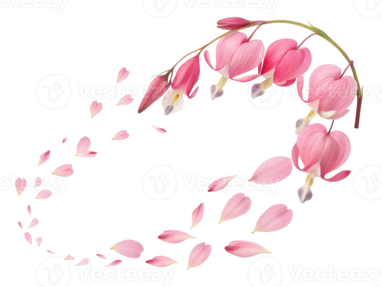 Beautiful arrangement of pink heart shaped flowers creates stunning visual, evoking feelings of love and tenderness, like bleeding heart flower png
