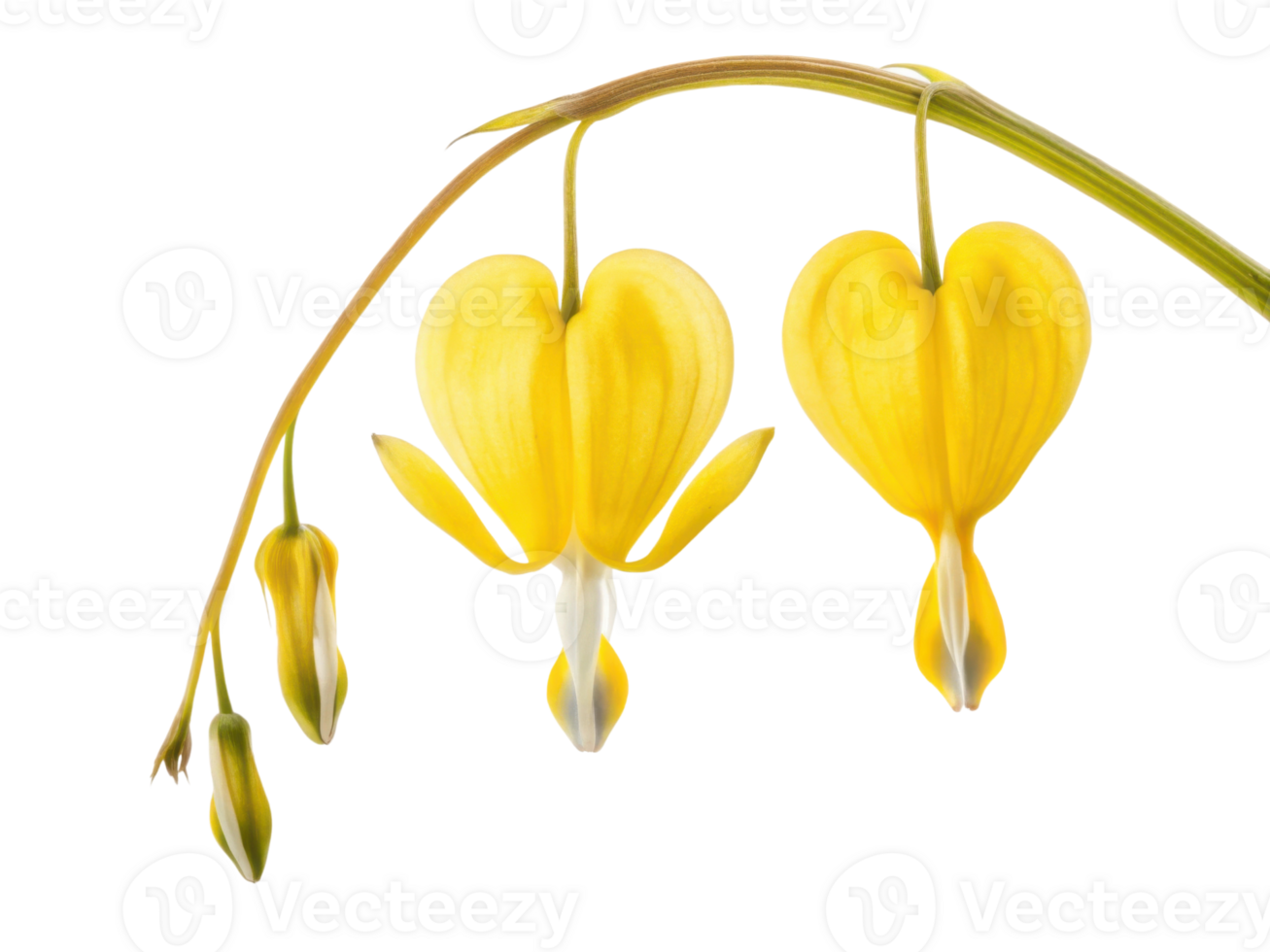 Beautiful flower with heart shaped petals, symbolizing love and emotion, blooms gracefully, capturing essence of nature beauty png