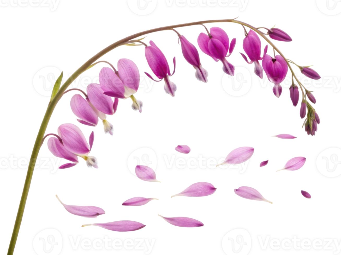 Beautiful flower with delicate pink petals, resembling bleeding heart, gracefully sways as petals fall gently around it png