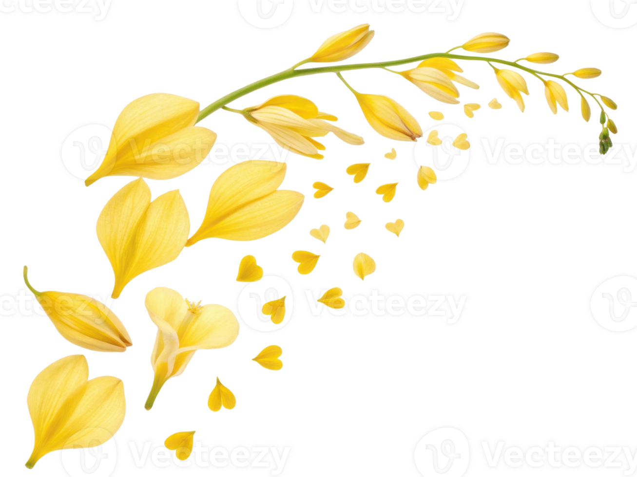 Beautiful yellow flowers gracefully cascade, resembling bleeding heart as petals fall like whispers of love png