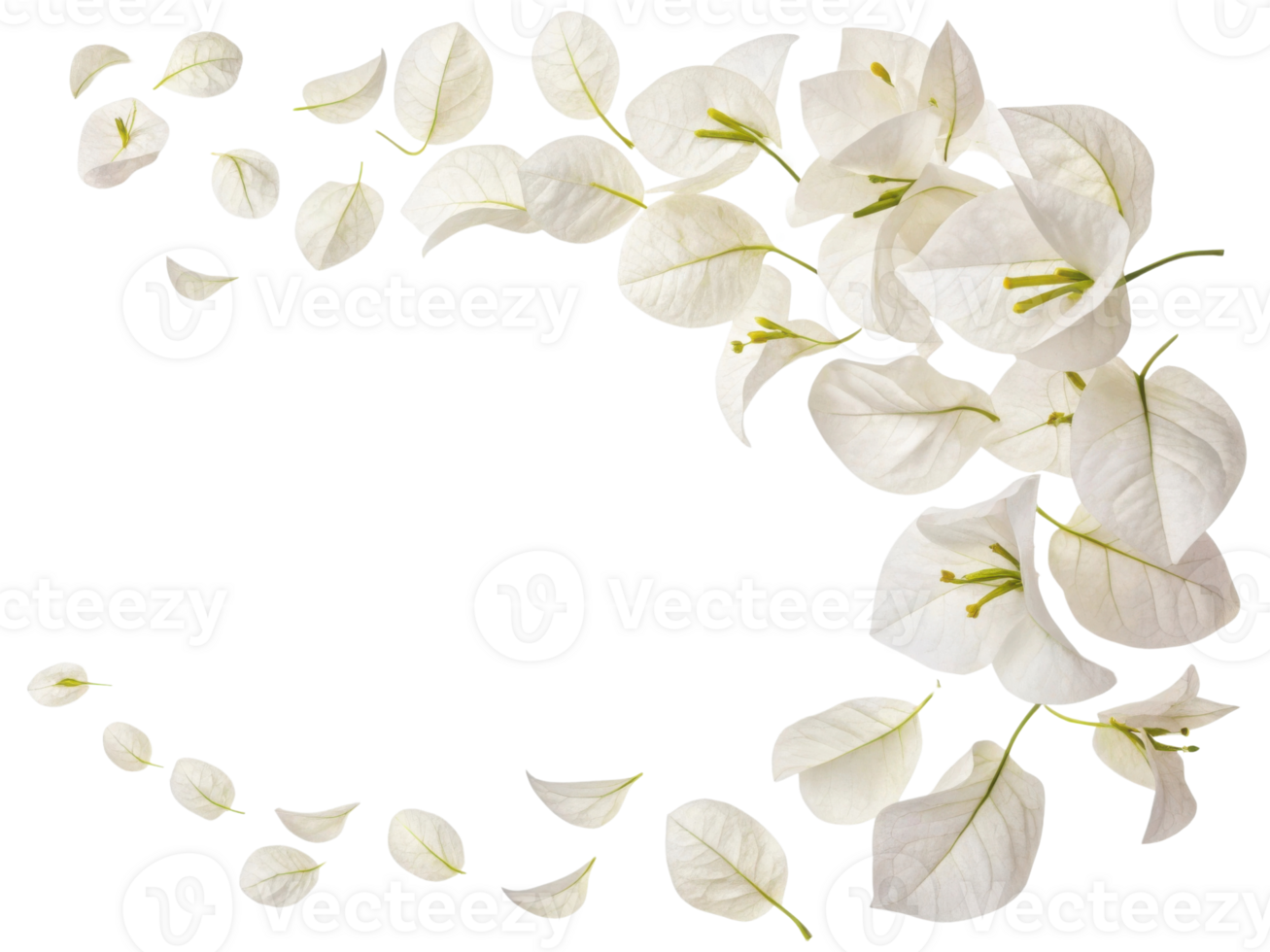 Bougainvillea flowers create stunning display with their delicate white petals gracefully floating in air, evoking sense of tranquility and beauty png