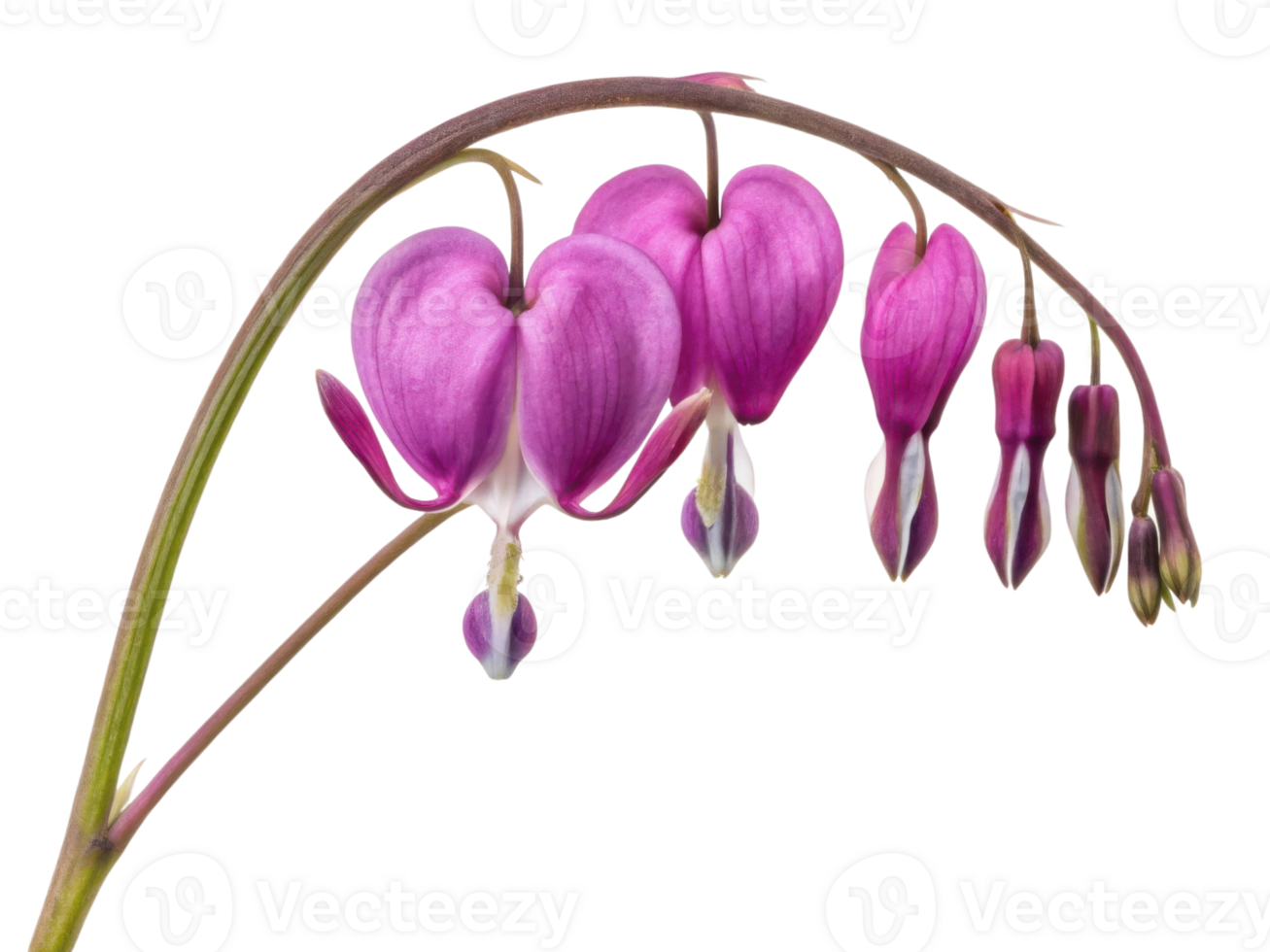Beautiful flower with heart shaped petals, symbolizing love and emotion, creates stunning visual of nature artistry png