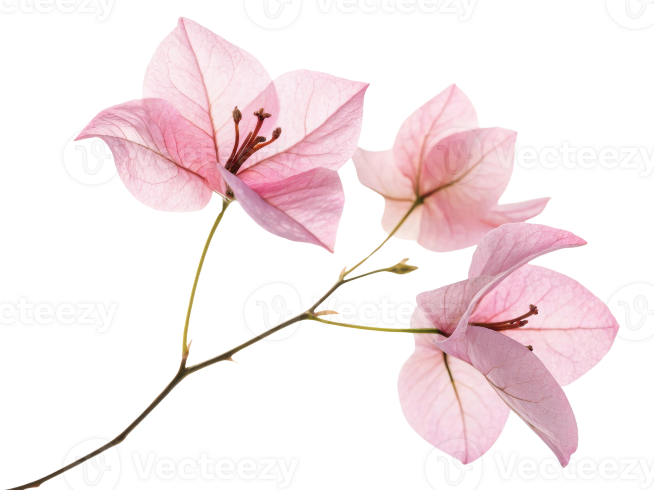 Delicate bougainvillea flowers bloom in soft pink hues showcasing their intricate beauty and elegance png