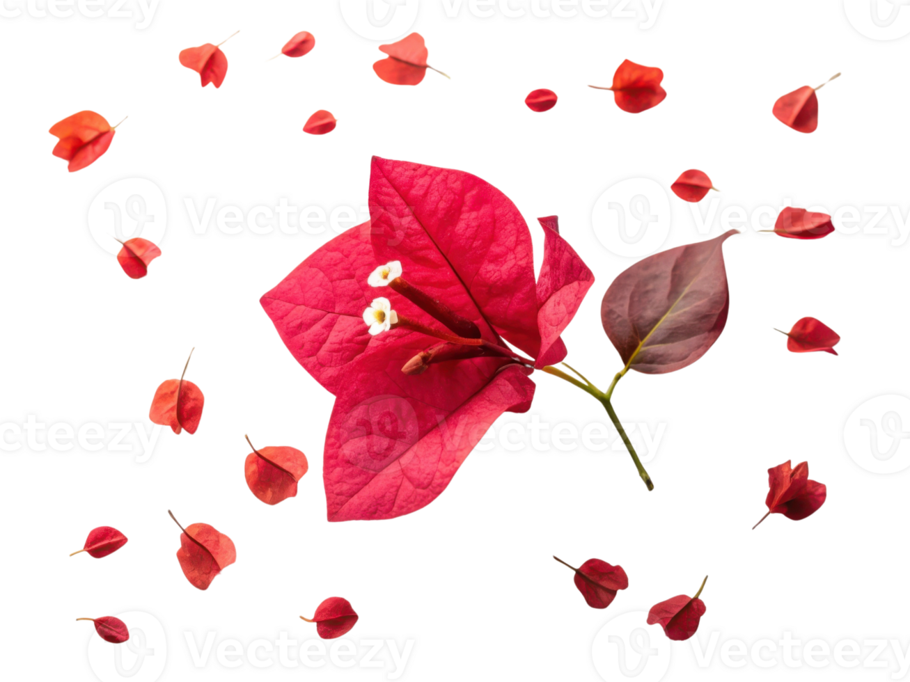 Bougainvillea flower petals create vibrant display of red hues that evoke feelings of joy and beauty in nature artistry png