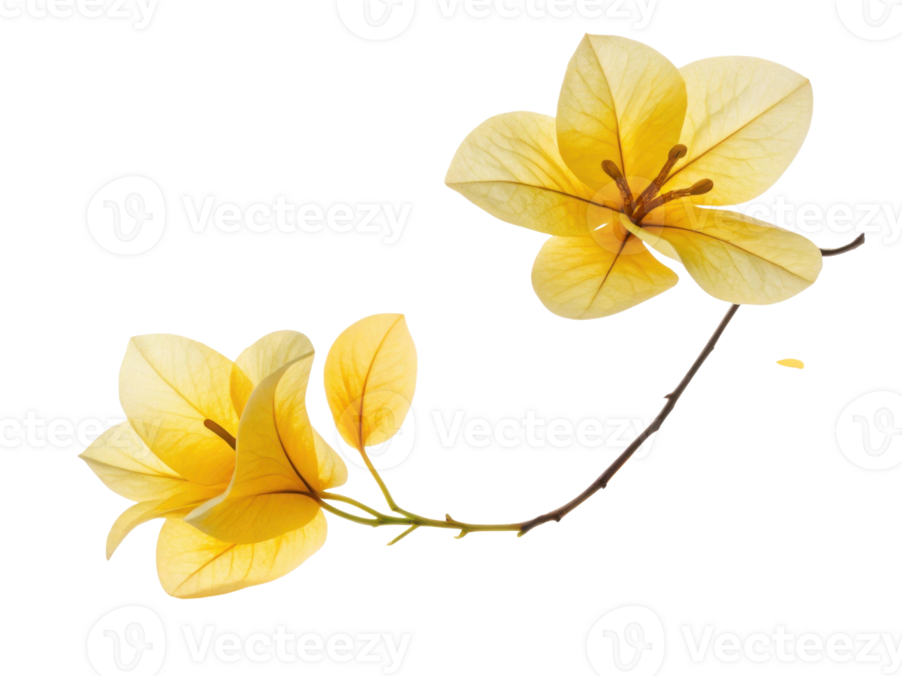 Bougainvillea flowers bloom in vibrant yellow hues, showcasing their delicate petals and intricate beauty in nature garden png