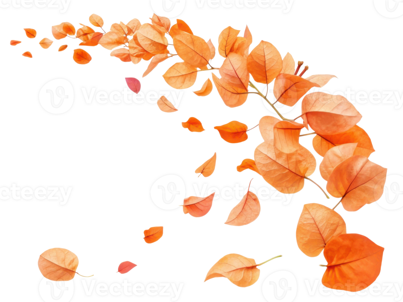 Falling bougainvillea leaves create beautiful autumn scene, showcasing vibrant orange hues that evoke sense of tranquility and change png