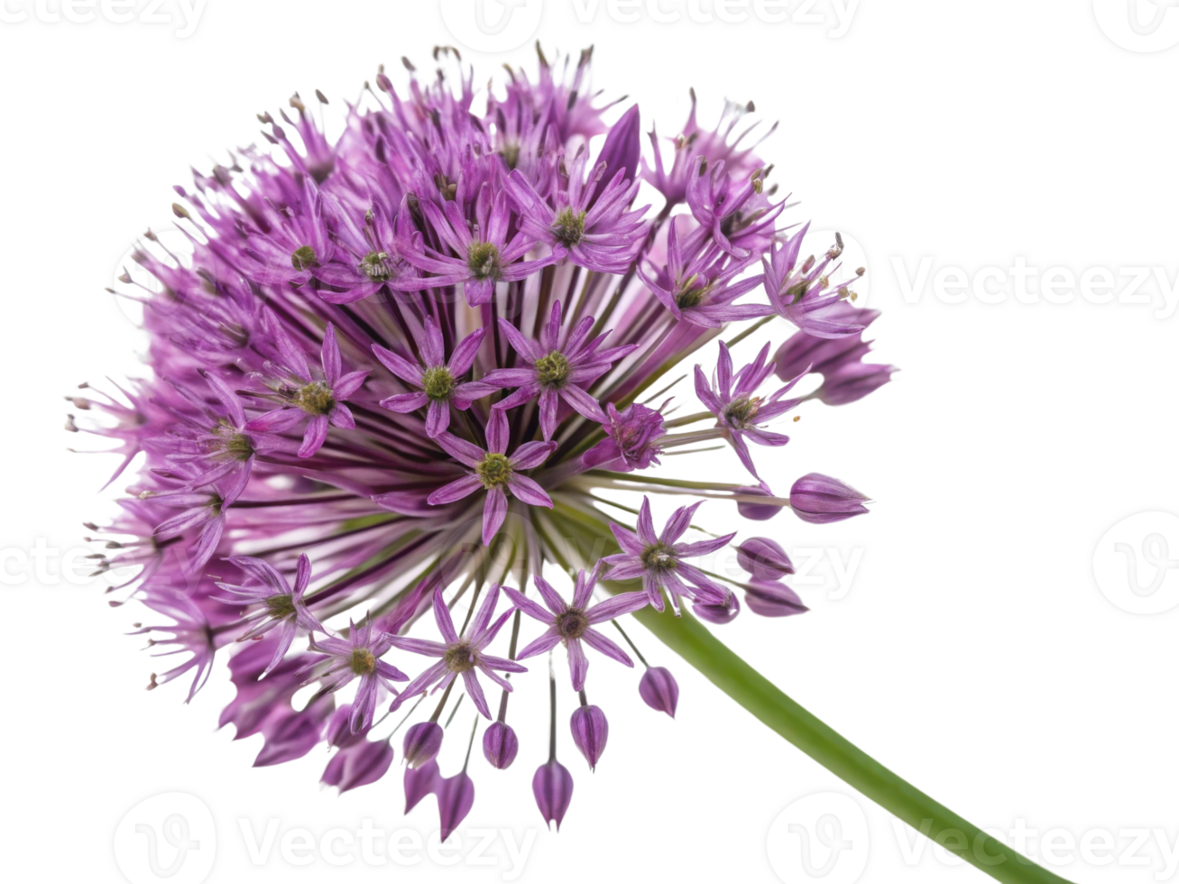 Stunning allium flower showcases vibrant purple petals and intricate details, creating captivating visual experience png