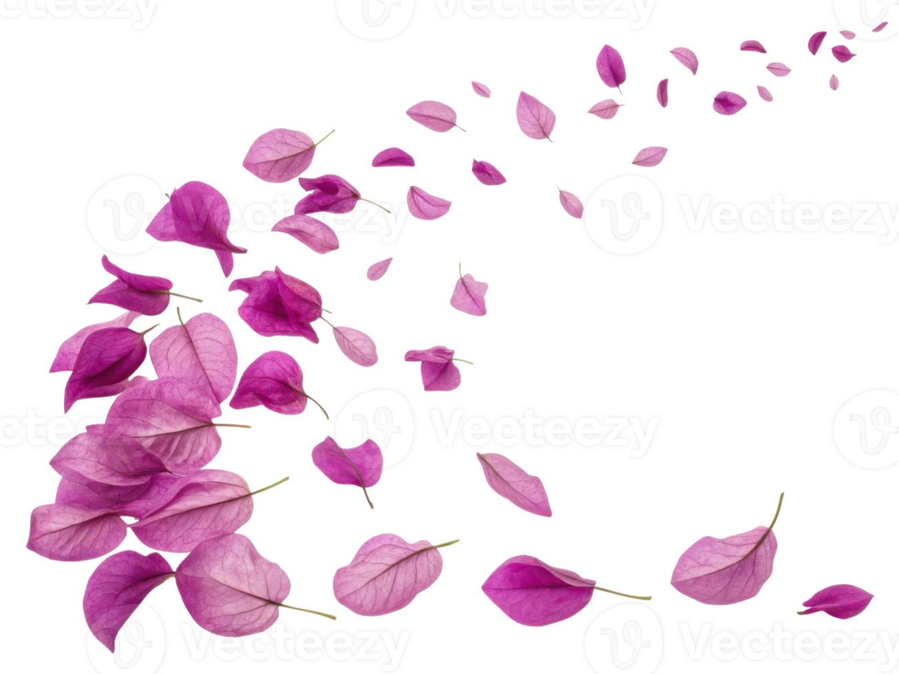 Bougainvillea flowers gracefully scatter in vibrant display of pink petals, creating beautiful and serene atmosphere png