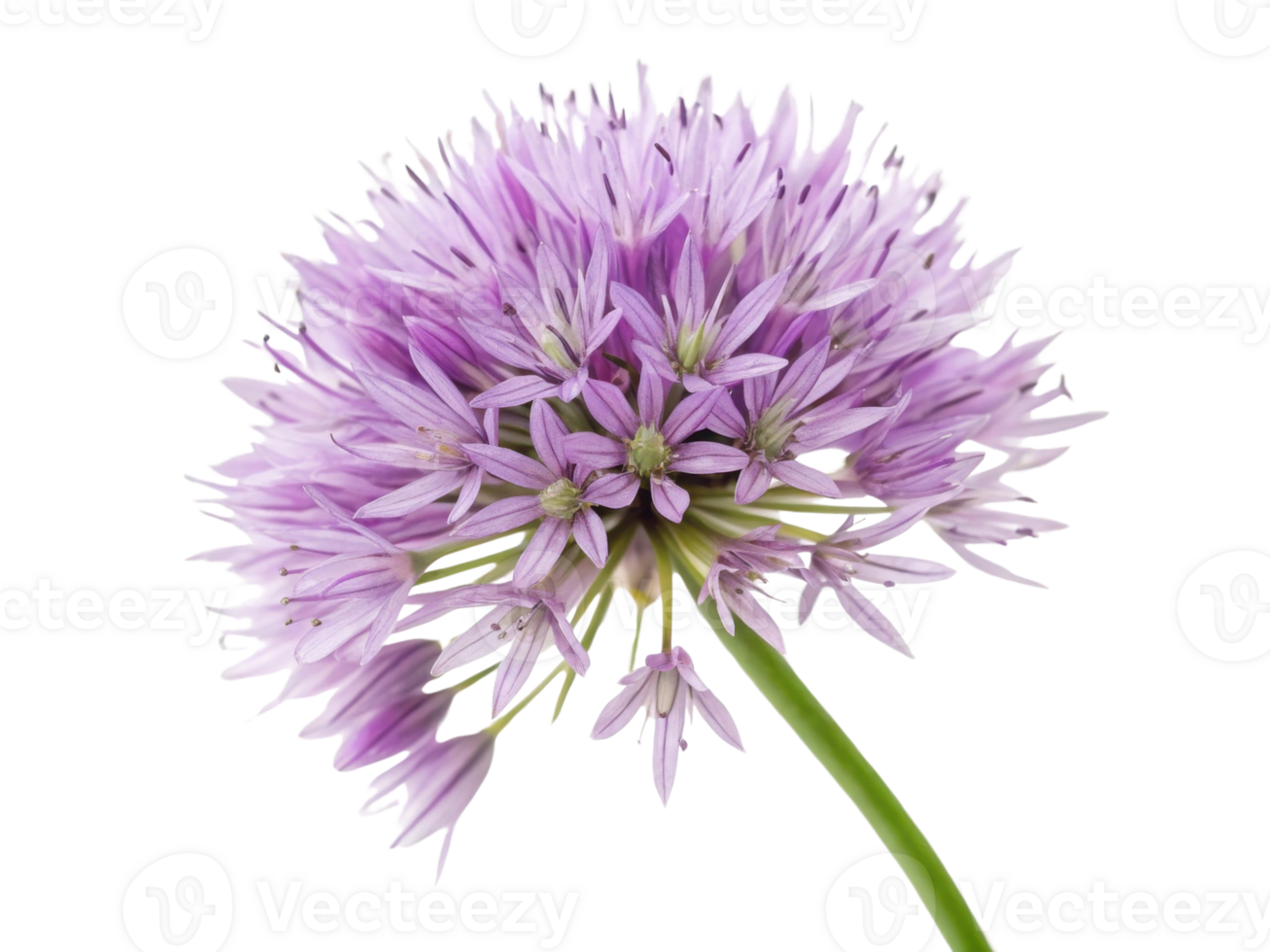 Beautiful allium flower with delicate purple petals showcases nature elegance and charm in stunning display of color and form png