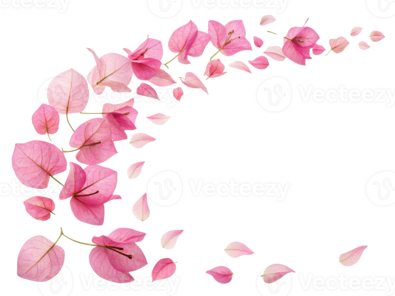 Bougainvillea flowers create stunning display with their vibrant pink petals gracefully scattered, evoking sense of beauty and tranquility png