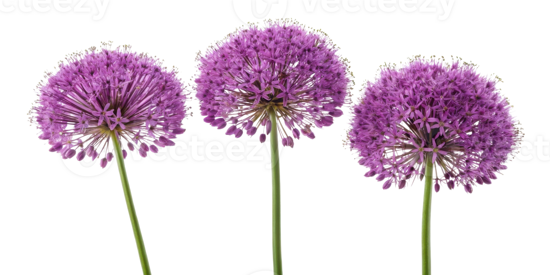 Allium flowers bloom in vibrant purple clusters creating stunning display of nature beauty and elegance png