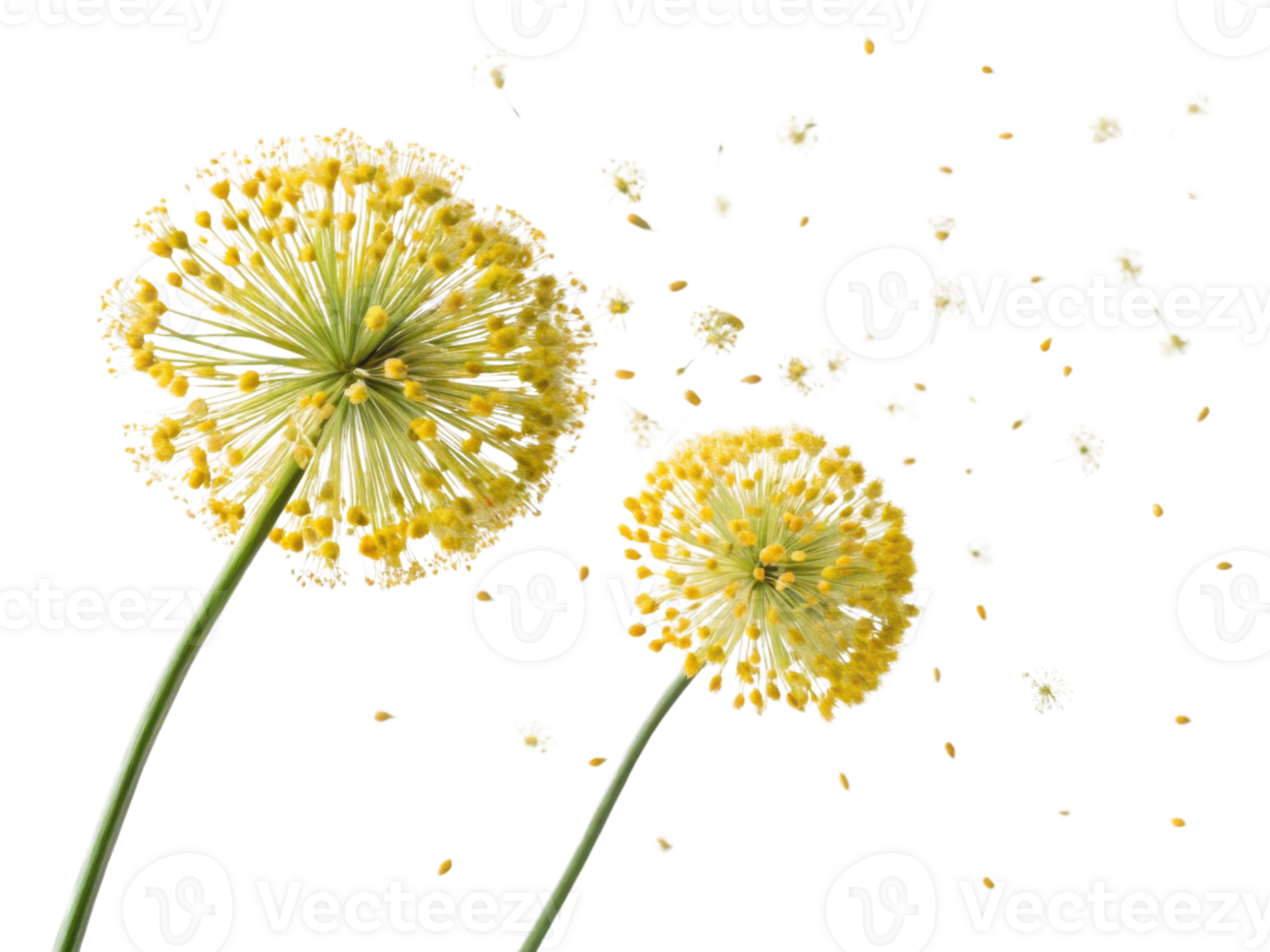 Allium flowers bloom vibrantly with delicate petals and seeds dancing in air, creating beautiful scene of nature elegance png