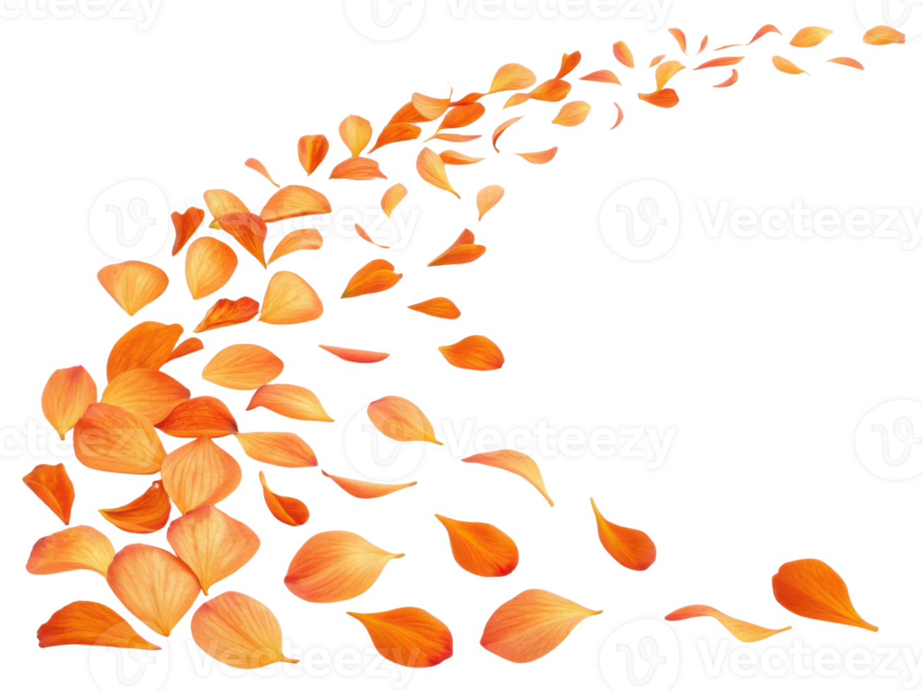 Beautiful orange petals gracefully swirl vibrant display, creating sense of movement and tranquility. canna flower petals add touch of elegance to png