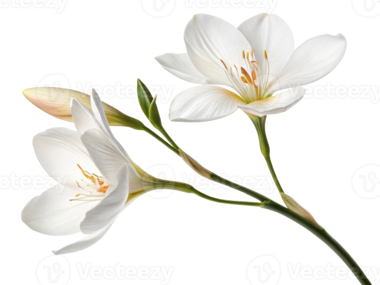 Beautiful white canna flowers bloom gracefully, showcasing their delicate petals and vibrant orange stamen, creating serene and uplifting png
