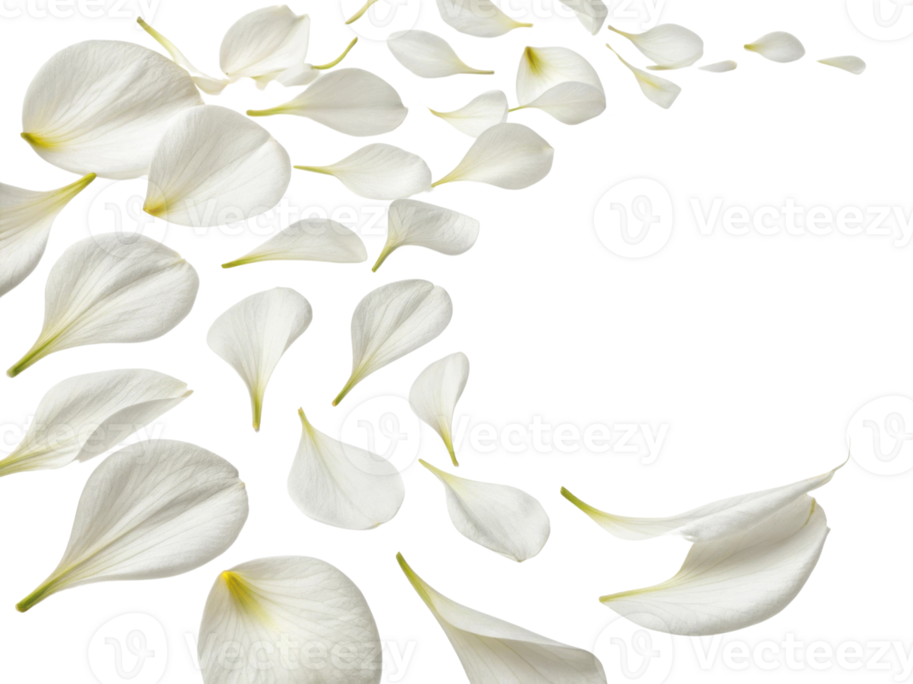 Delicate canna flower petals gracefully scatter across transparency background creating serene and tranquil atmosphere png