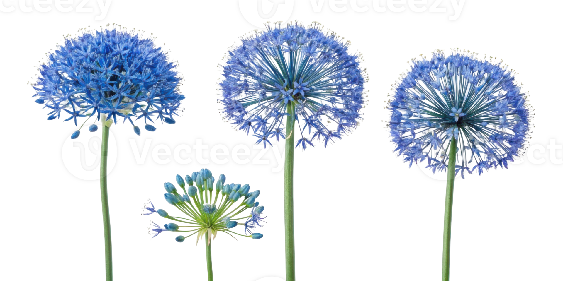 Allium flowers bloom in stunning blue hues showcasing their unique spherical shapes and delicate petals, creating captivating floral display png