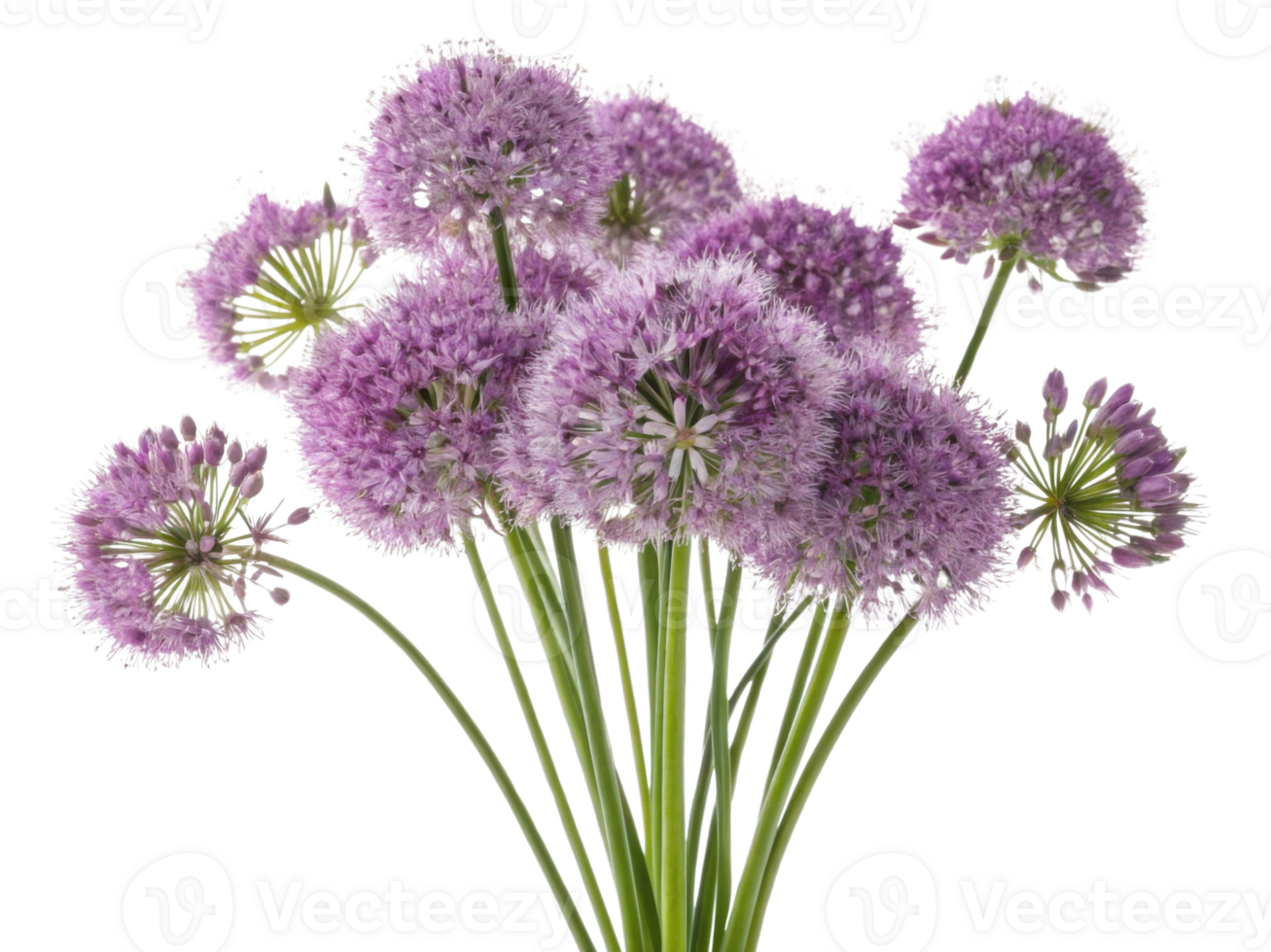 Beautiful allium flowers bloom in vibrant display of purple hues creating stunning visual impact in any garden or floral arrangement png
