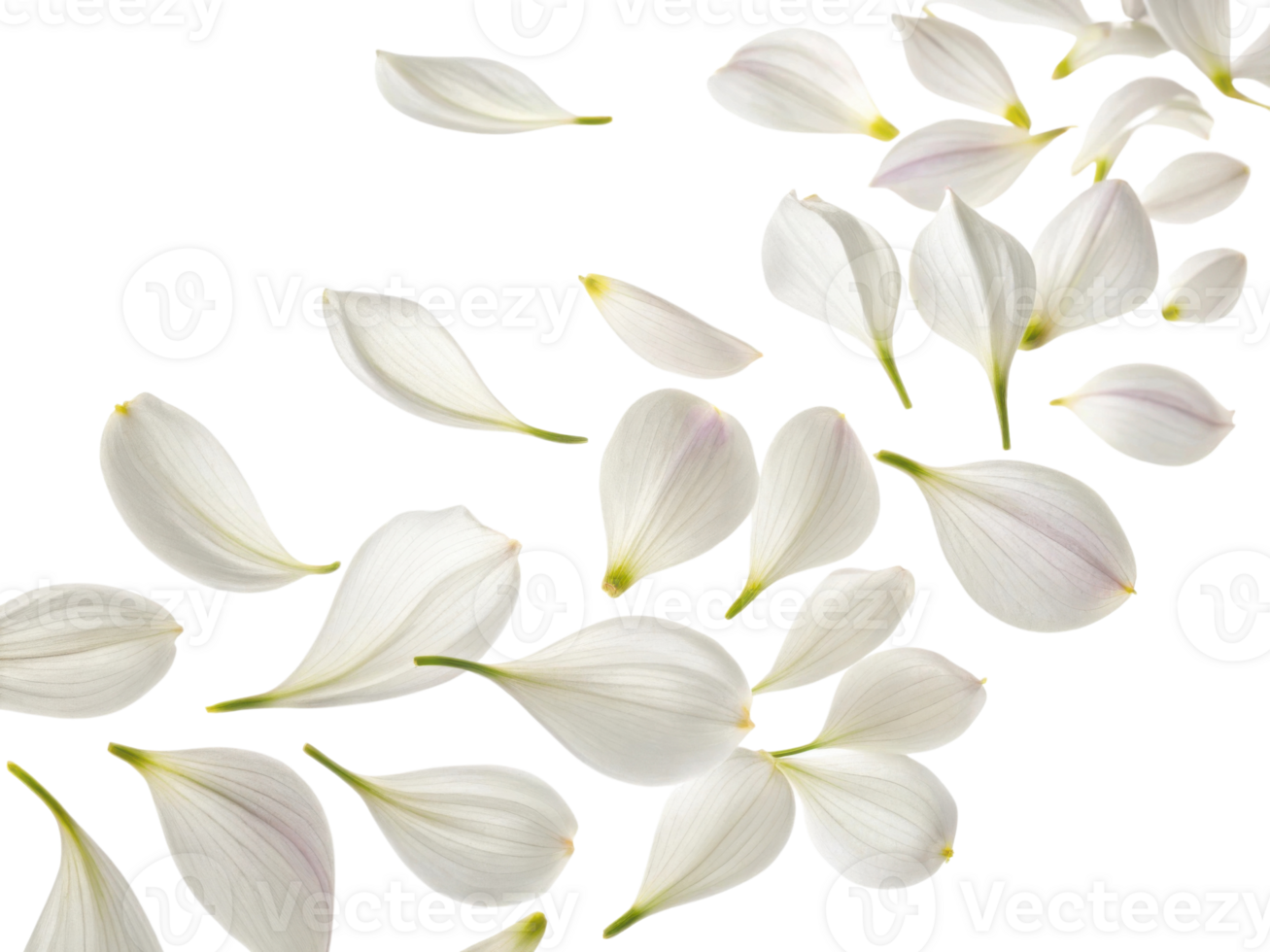 Delicate allium flower petals gracefully scatter across transparency background creating serene and elegant atmosphere png