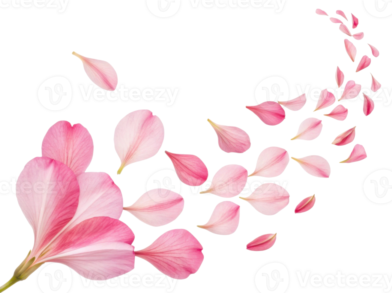 Delicate canna flowers in soft pink hues create beautiful cascade of petals, evoking sense of tranquility and grace png