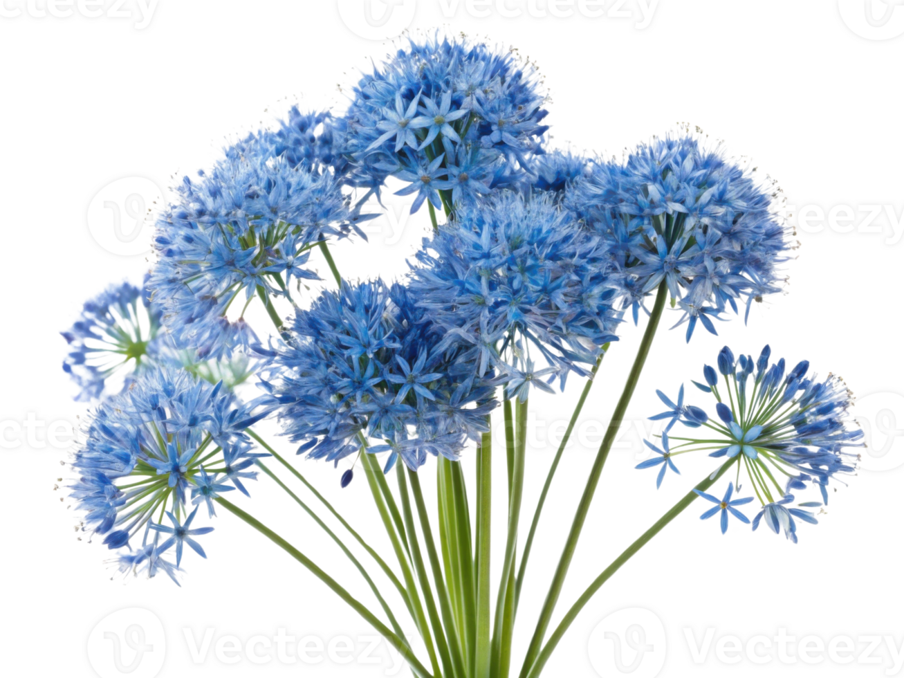 Beautiful allium flowers bloom in vibrant blue hues creating stunning floral display that captivates senses png