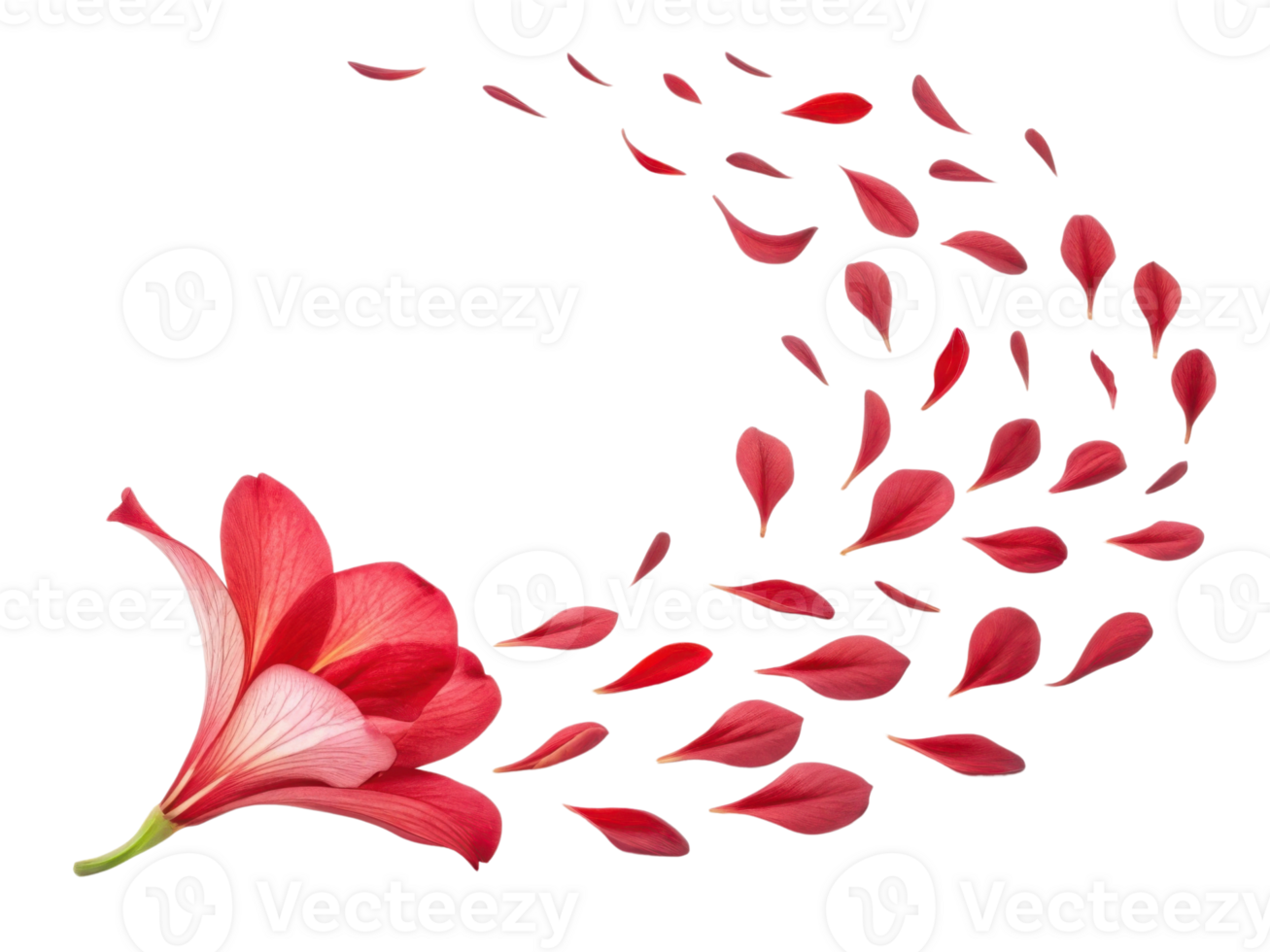 Vibrant canna flower gracefully releases its delicate petals, creating beautiful display of nature elegance and charm png