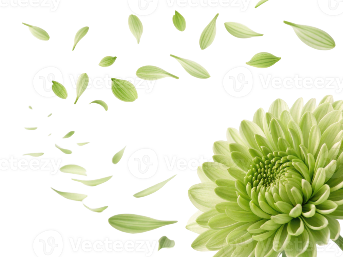 Vibrant chinacea flower with delicate green petals is beautifully displayed, surrounded by floating petals that evoke sense of tranquility png