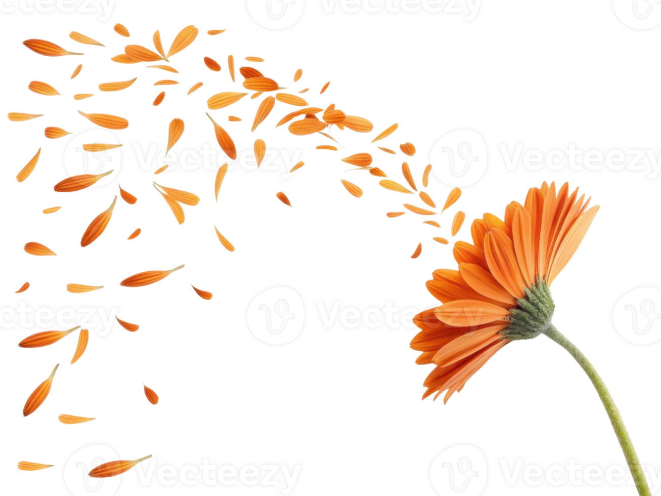 Vibrant orange flower with petals gracefully drifting away creates beautiful scene of nature elegance and tranquility png