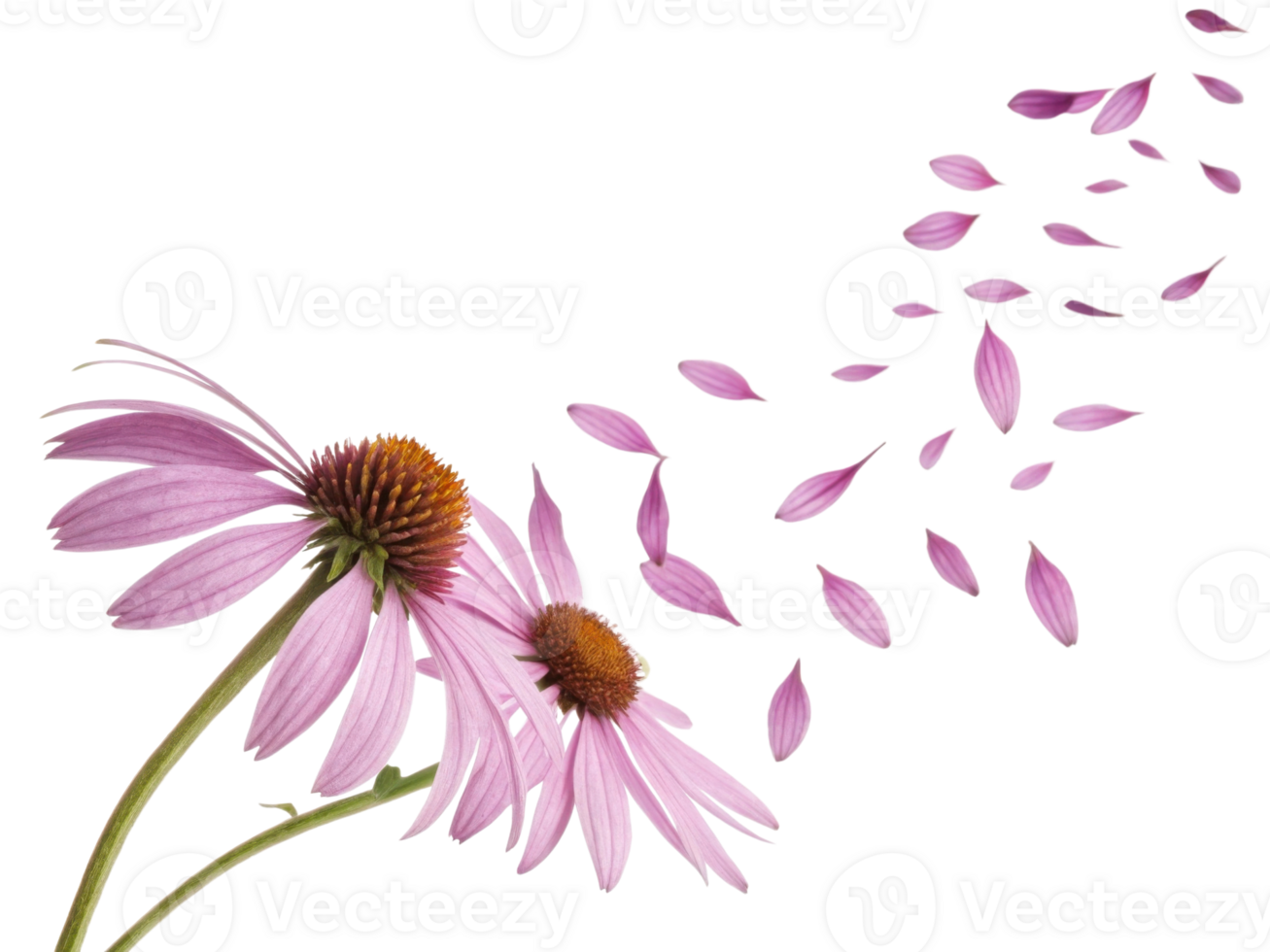 Charming chinacea flowers bloom gracefully as delicate petals drift away in gentle breeze, creating serene and beautiful scene png