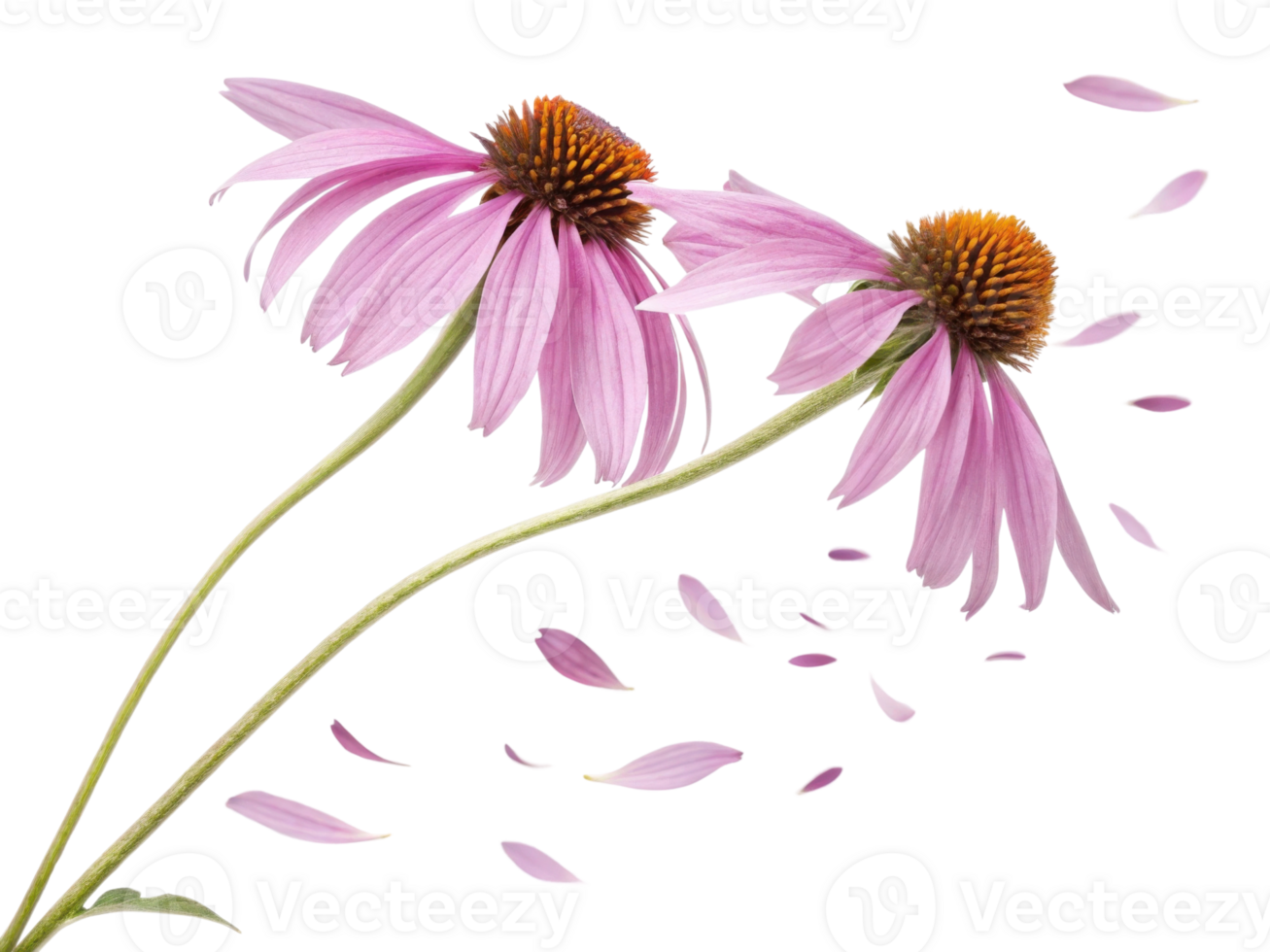 Two beautiful chinacea flowers sway gently in breeze, their vibrant petals dancing gracefully in air png